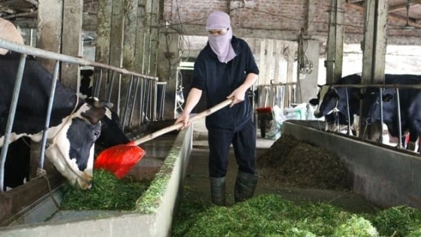 Biosafety farming still faces many difficulties